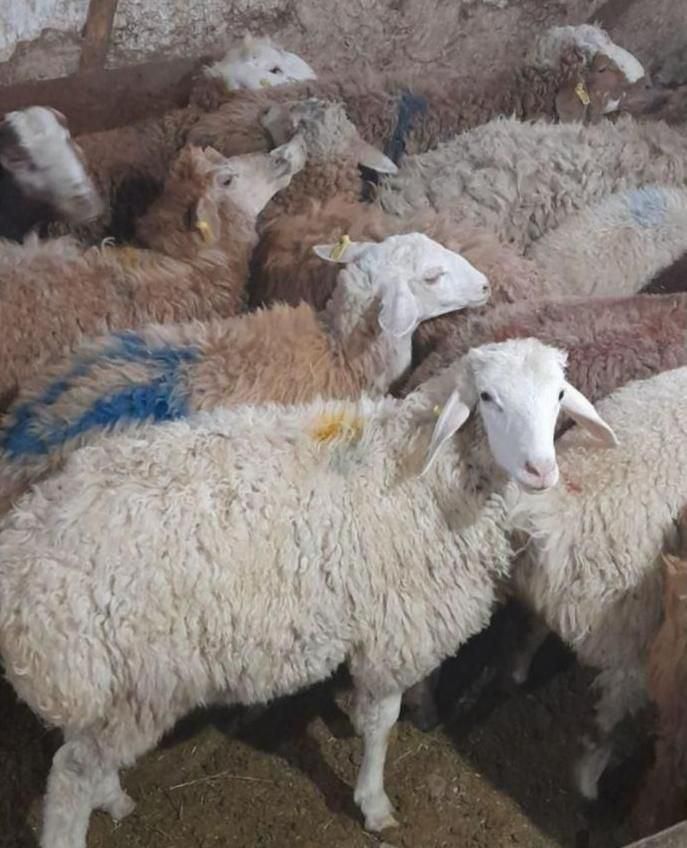 دام گوشتی و گشتاری گوسفند گوشتی|حیوانات مزرعه|مشهد, امیریه|دیوار
