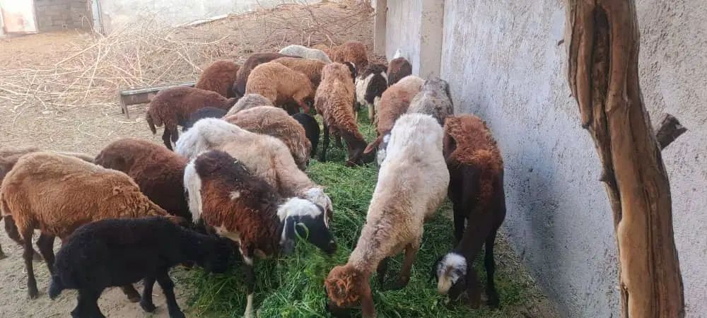 فروش گوسفند|حیوانات مزرعه|تهران, حسن‌آباد|دیوار