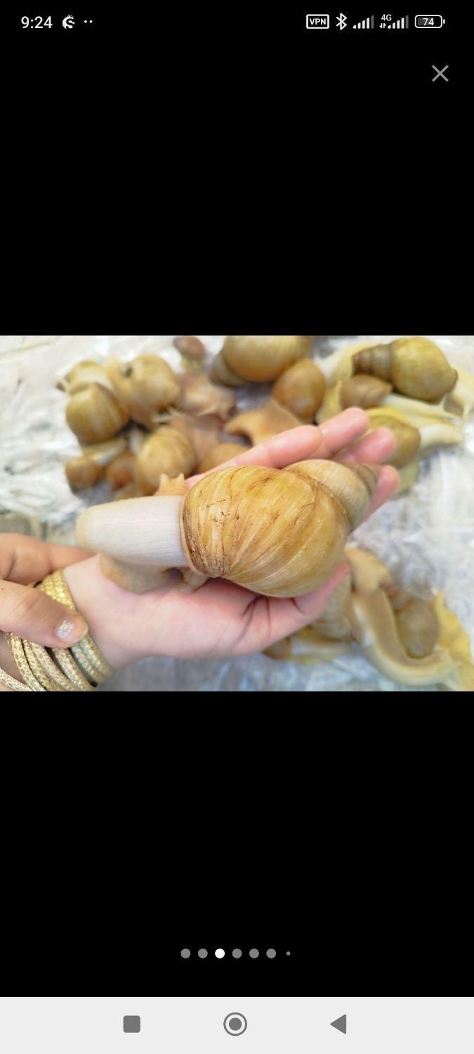 فروش حلزون بزرگ|خزنده|ارومیه, |دیوار