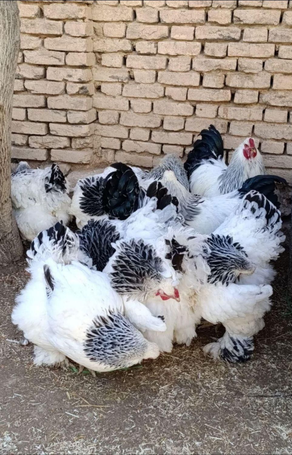 تخم،جوجه برهما لایت اصیل|حیوانات مزرعه|رشت, جانبازان|دیوار