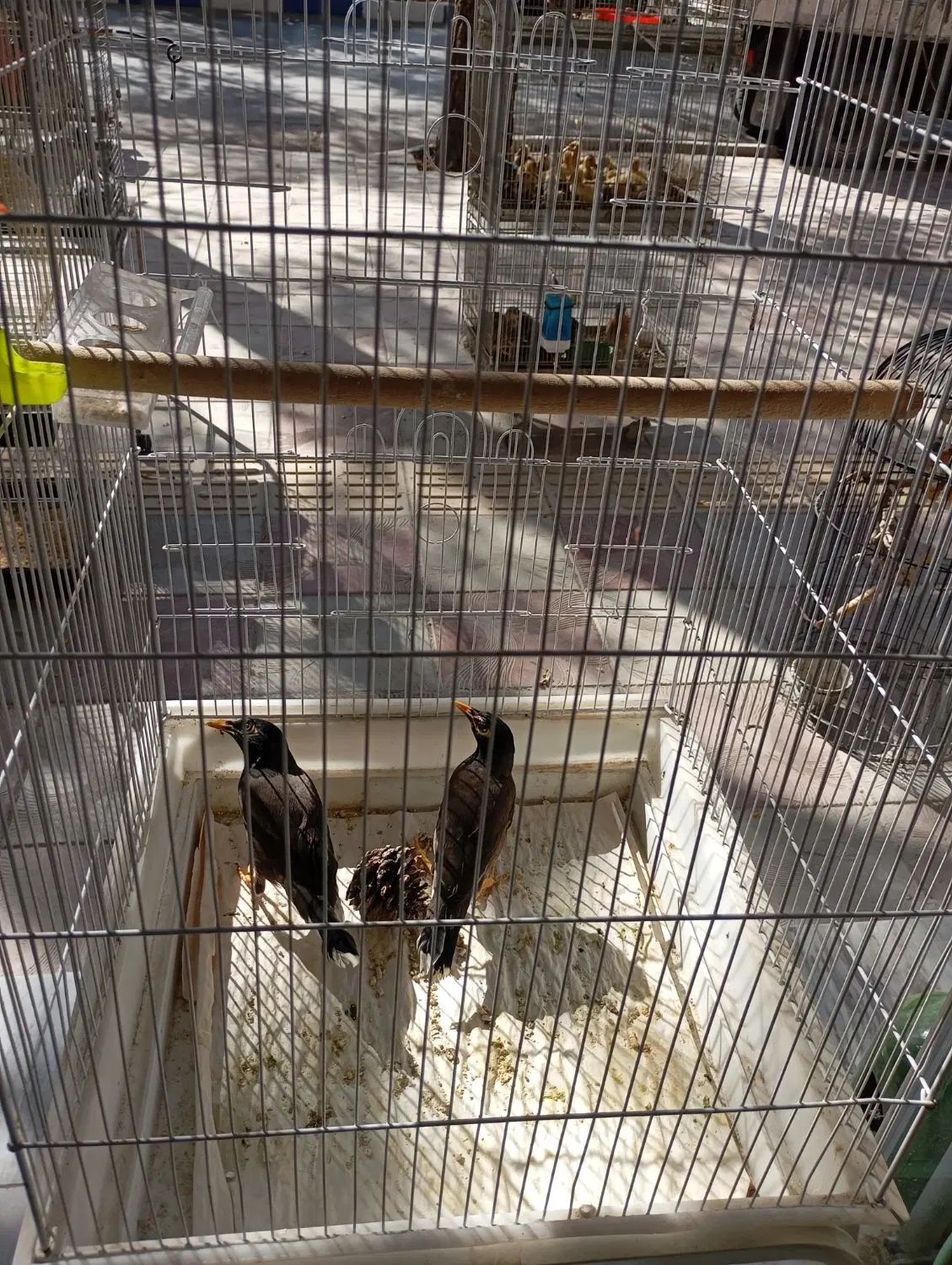 پرنده سرای امامی|پرنده|اصفهان, اصفهانک|دیوار