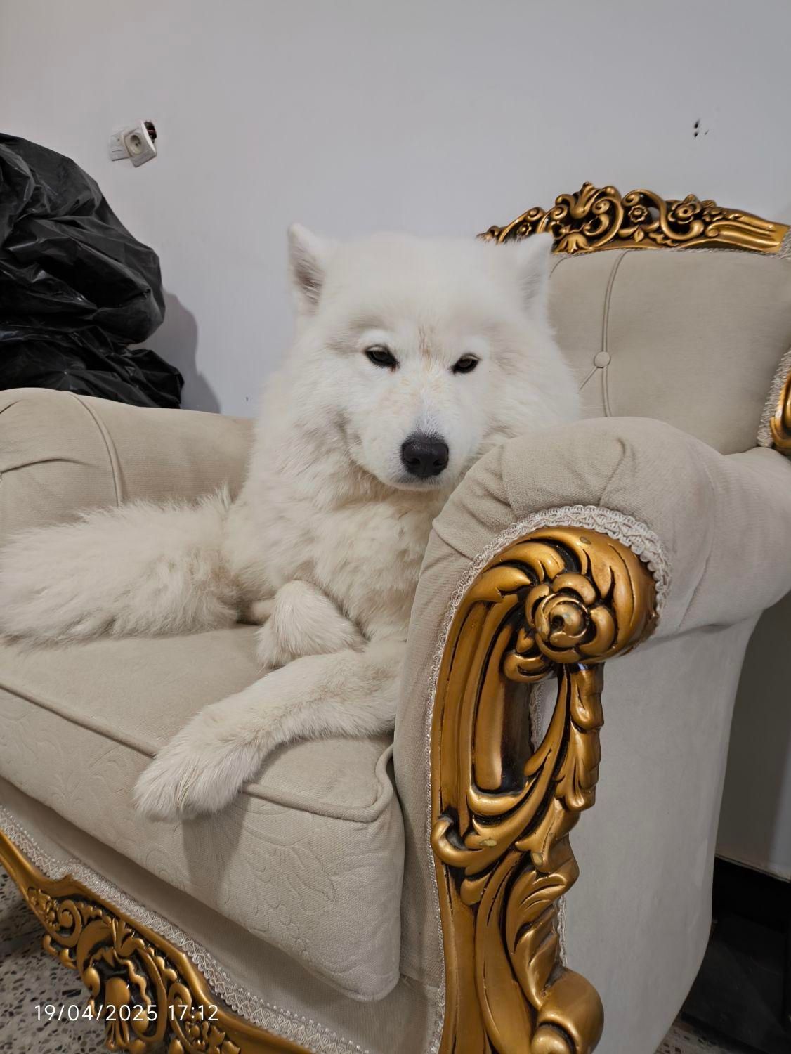 فروش سگ خونگی|سگ|ایلام, |دیوار