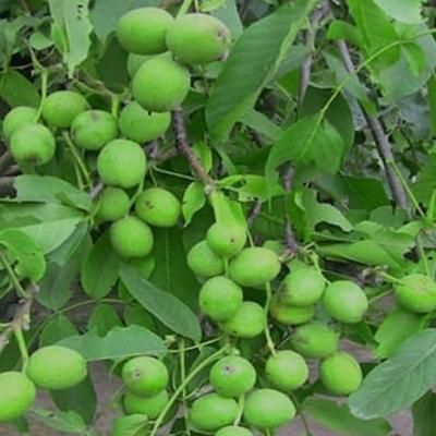 ازتولیدبه فروش نهال های گردوگلدانی رقم آلتای ترکیه|خدمات باغبانی و درختکاری|کرج, رجب‌آباد|دیوار