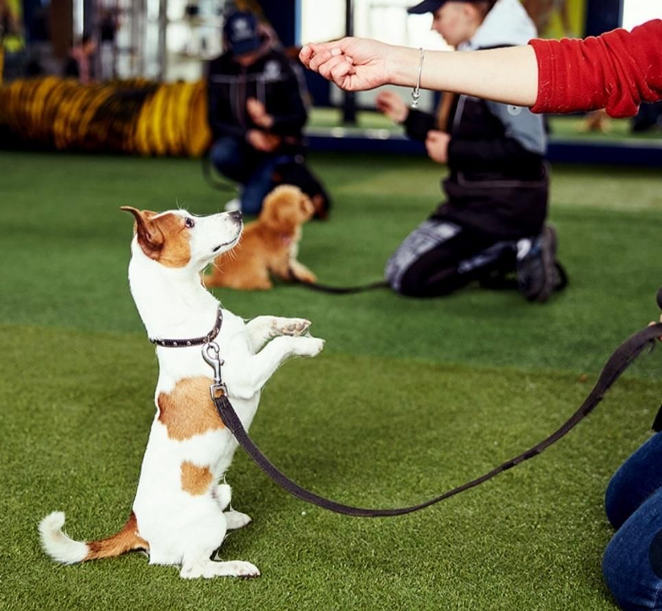 پانسیون سگ آموزش سگ تربیت سگ|خدمات پیشه و مهارت|کرج, فاز ۳ مهرشهر|دیوار