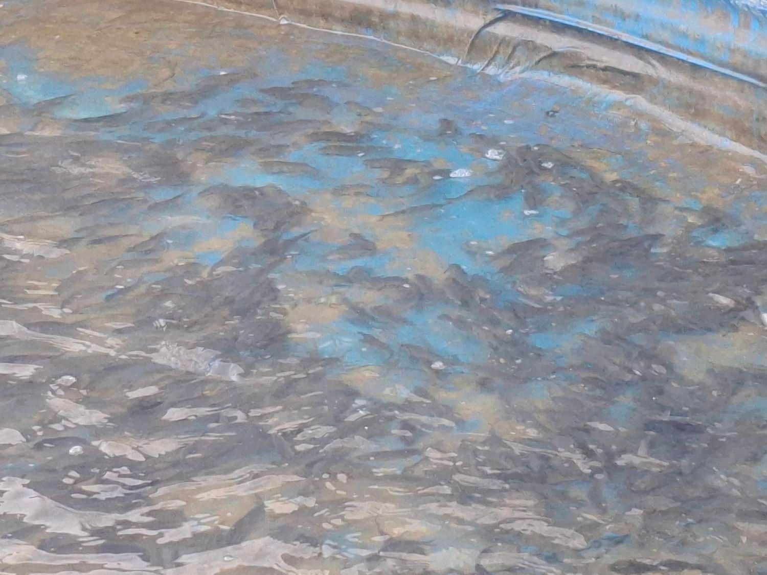 گرمابی بچه ماهی بیگهدوامور و...|ماهی|کرج, شهرک یاس شمالی|دیوار