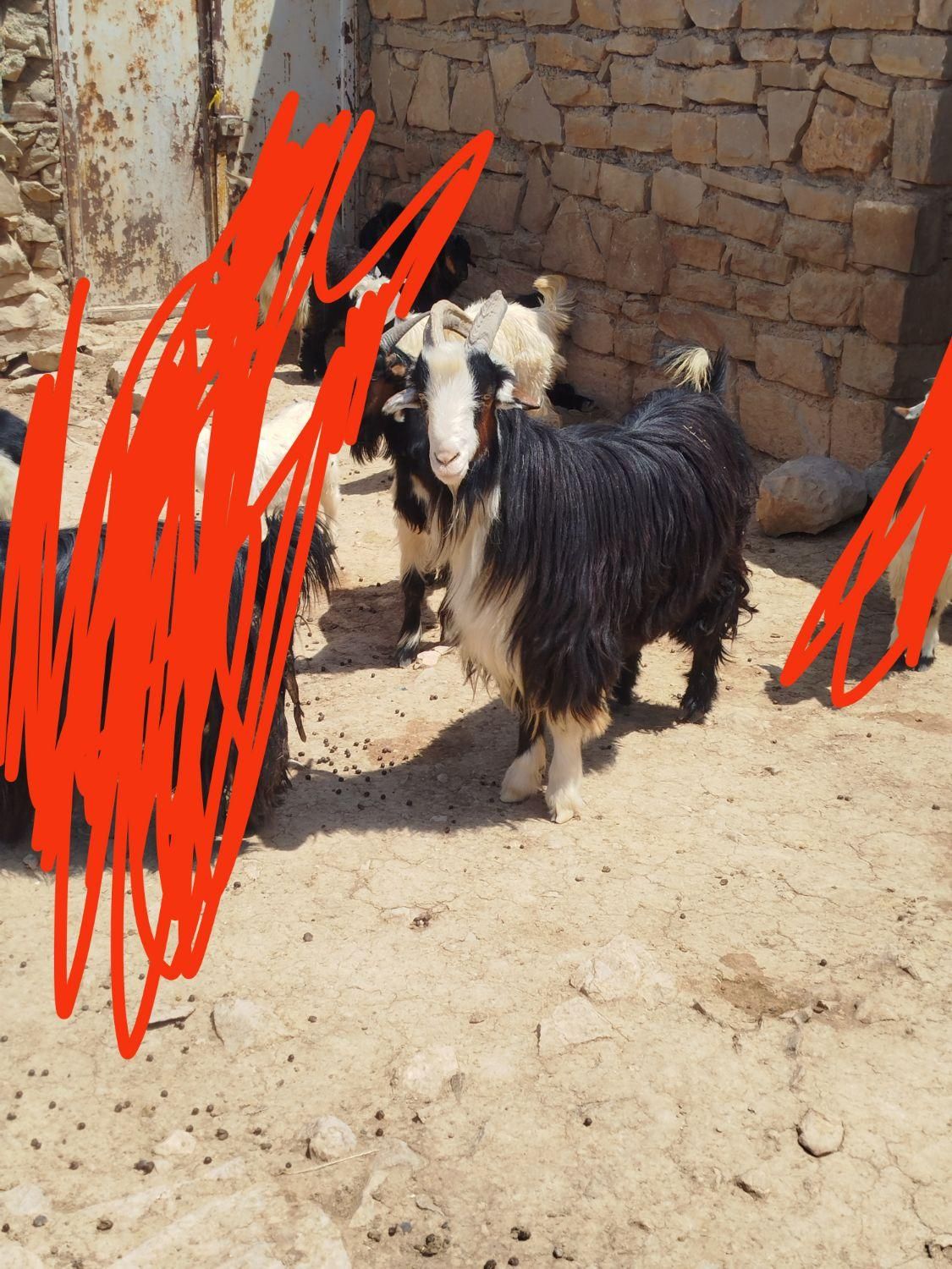 بهده جلو رو|حیوانات مزرعه|اندیکا, |دیوار