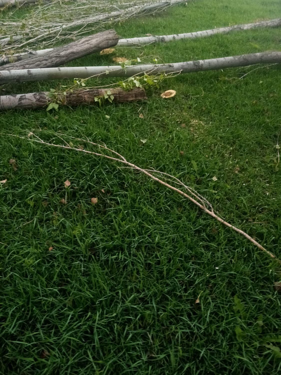 هرس کردن درختان وخرید چوب درهمه مکان|خدمات باغبانی و درختکاری|اردبیل, |دیوار