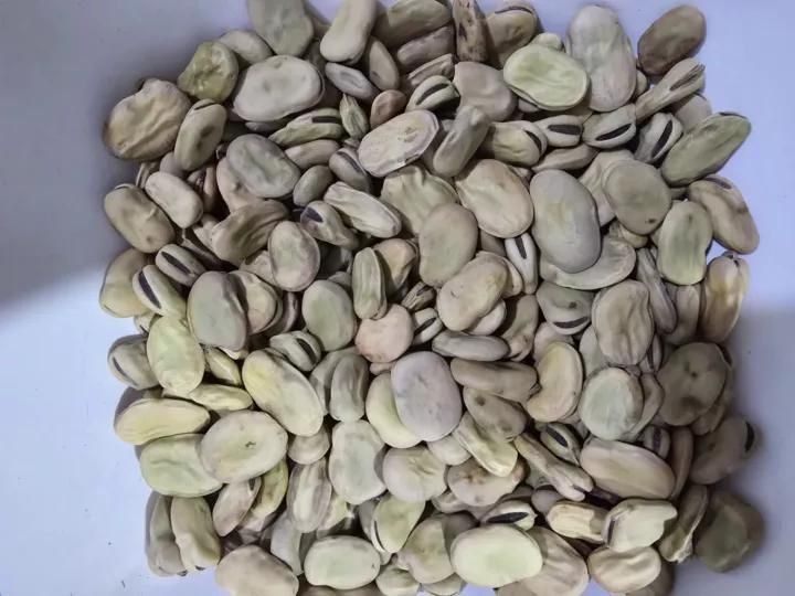 باقلای خشک درجه یک امسالی|خوردنی و آشامیدنی|بهشهر, |دیوار