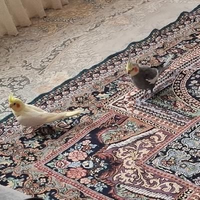 فروش فوری یه جفت عروس هلندی|پرنده|گلبهار, |دیوار