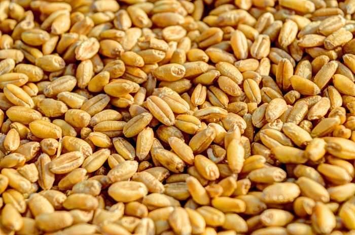 گندم و جو|عمده‌فروشی|دهگلان, |دیوار