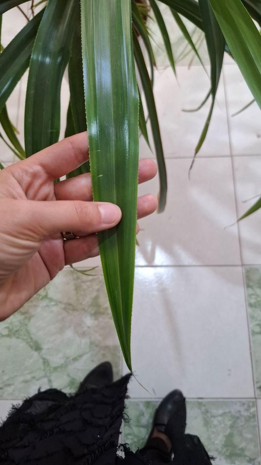گل زیبای فروشی، برای زیبا کردن محیط شما|گل و گیاه طبیعی|آبدانان, |دیوار