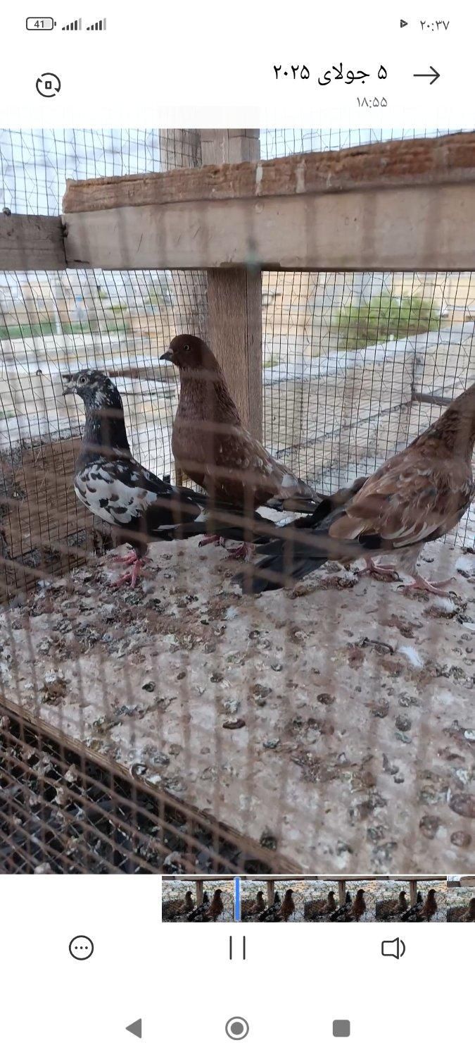 طوقی با کله ای|پرنده|بندر گناوه, |دیوار