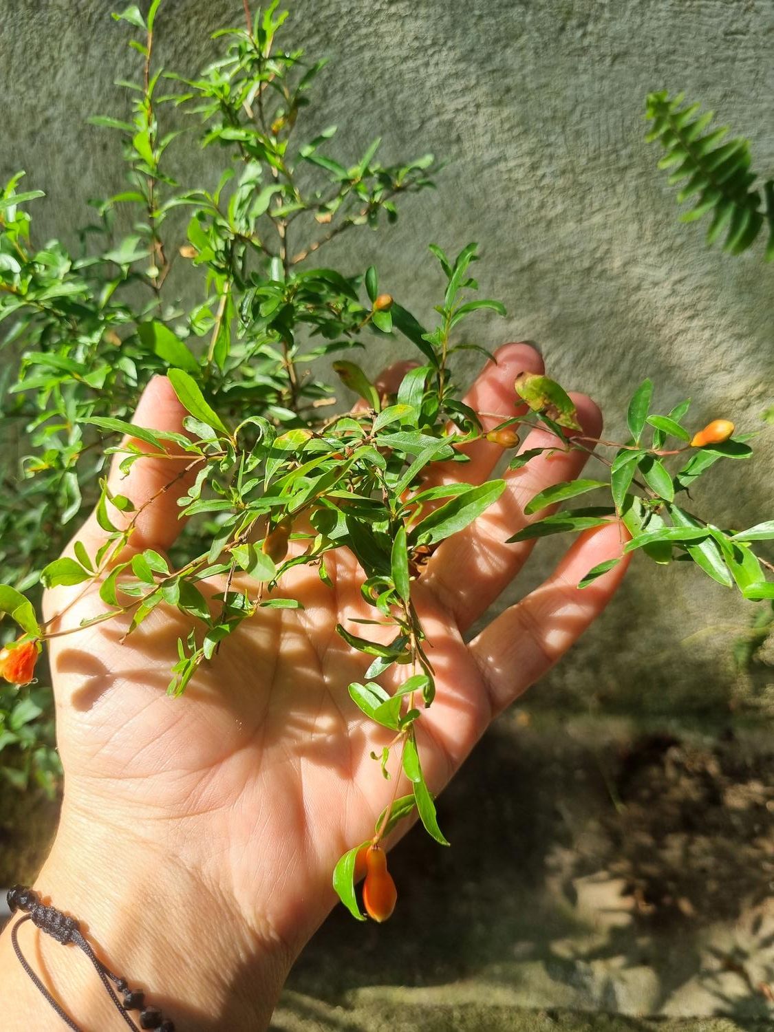 بنسای انار چندین ساله زیبا و سرحال|گل و گیاه طبیعی|رشت, گلباغ نماز|دیوار