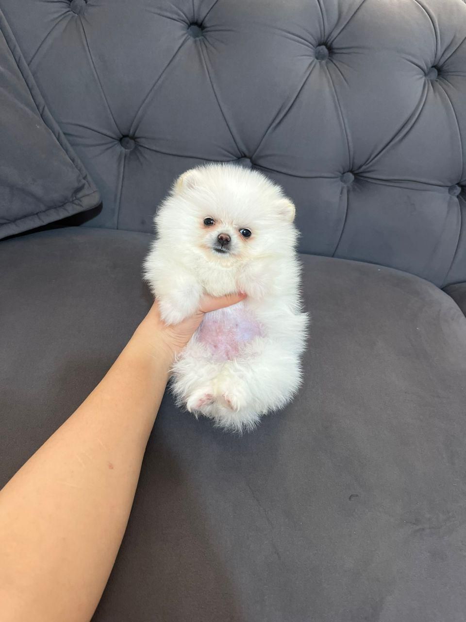 سگ فانتزی آپارتمانی|سگ|تهران, جمهوری|دیوار