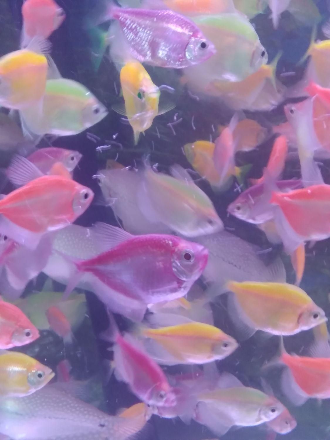 ماهی آکواریوم لجنخوار غذا گیاه خوار وگوشتخوار|ماهی|رشت, منظریه|دیوار