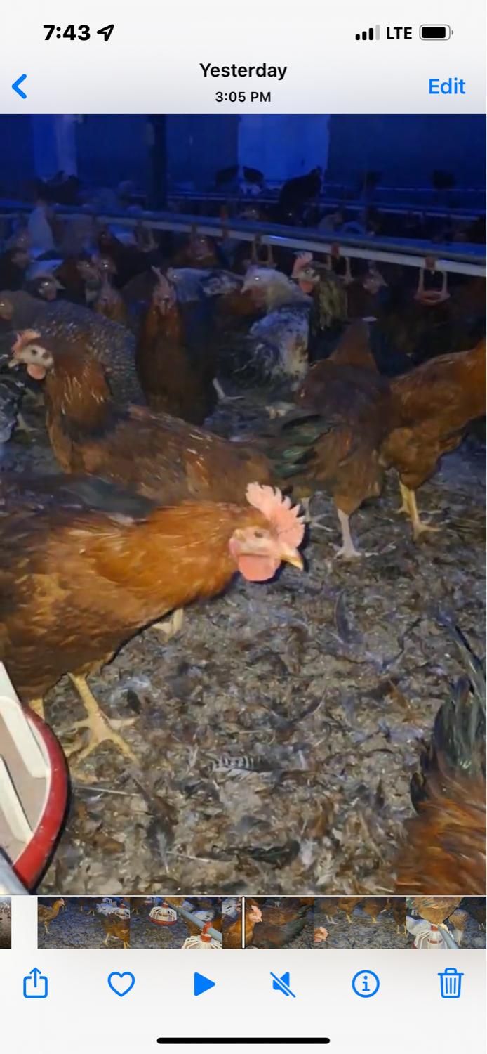 فروش نیمچه مرغ و خروس گلپایگانی ( محلی )|حیوانات مزرعه|ورامین, ورامین|دیوار