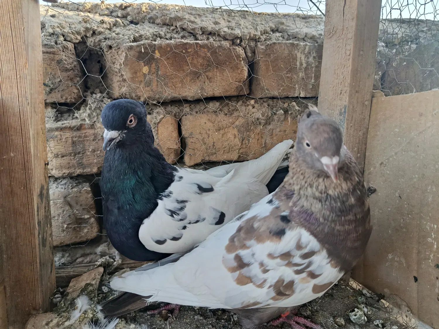 کبوتر سینه ای نرو ماده|پرنده|اصفهان, عاشق‌آباد|دیوار