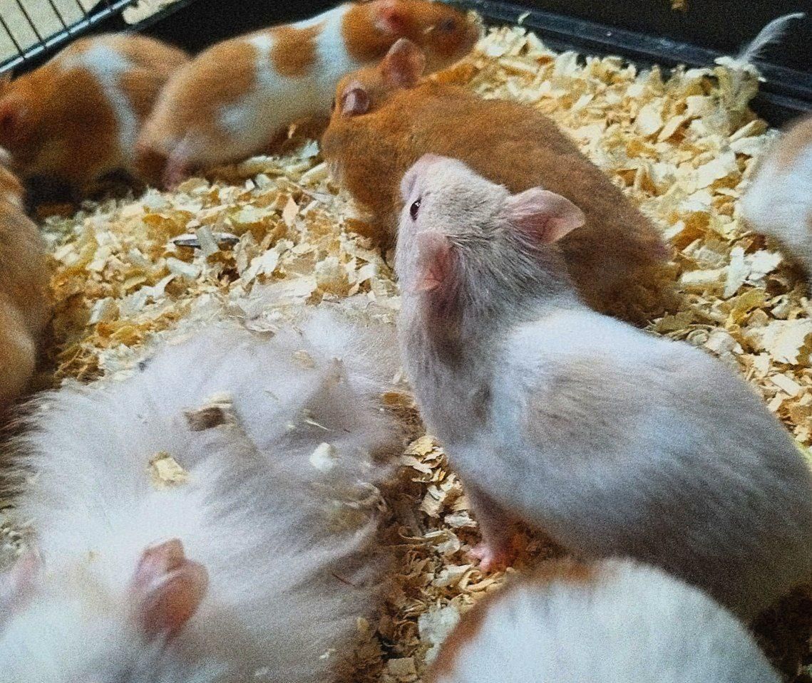 فروش همستر های بازیگوش|موش و خرگوش|بوشهر, |دیوار