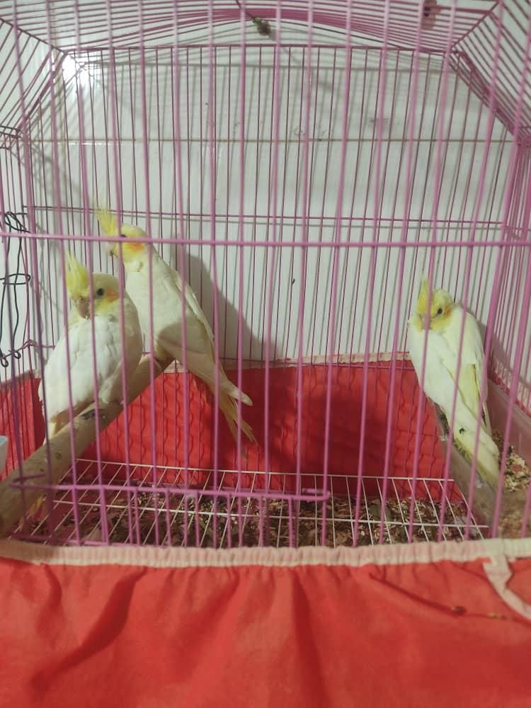 عروس پاریس۶ماهه|پرنده|سوسنگرد, |دیوار