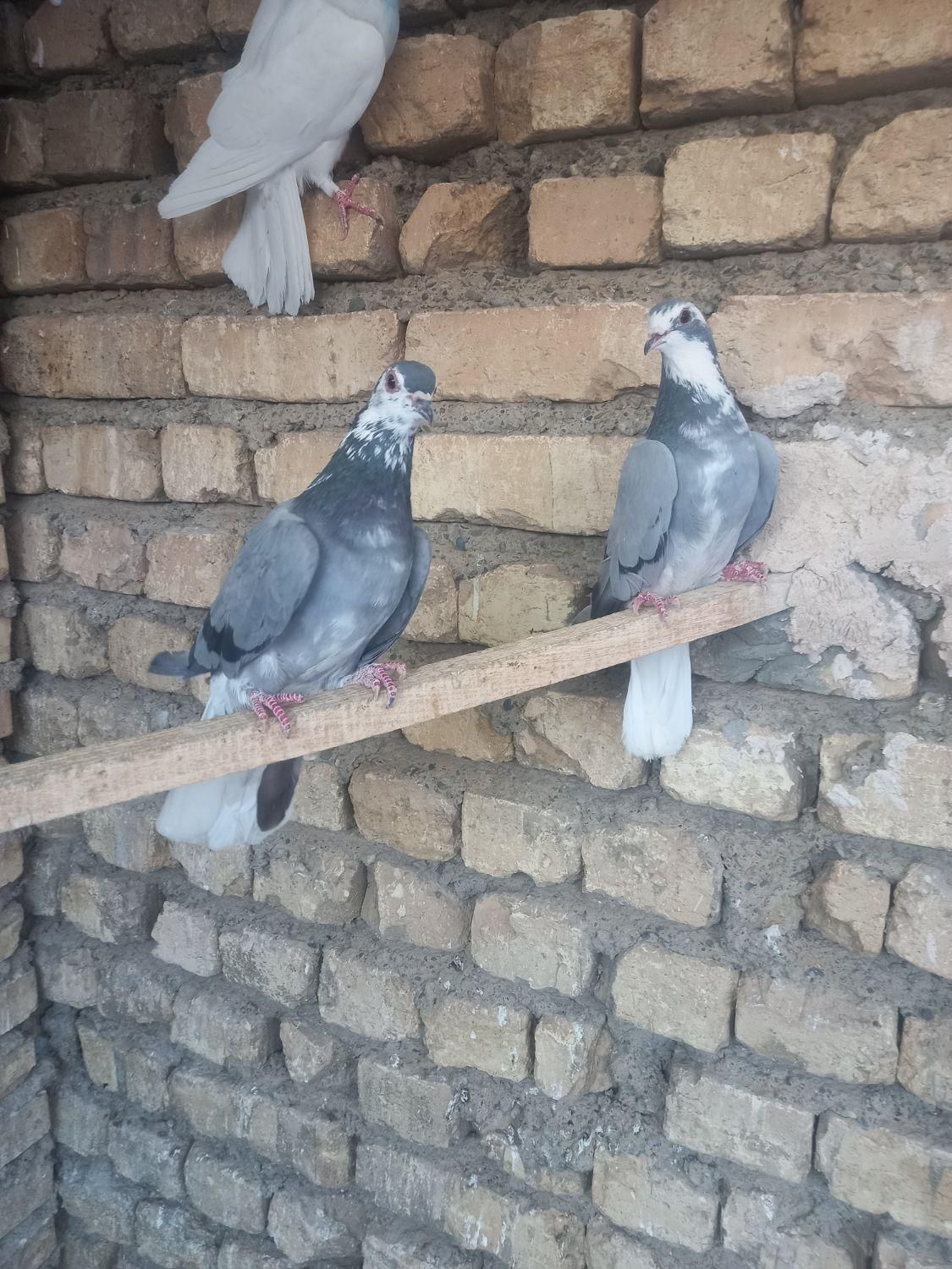 کبوتر گلین|پرنده|اصفهان, کساره|دیوار