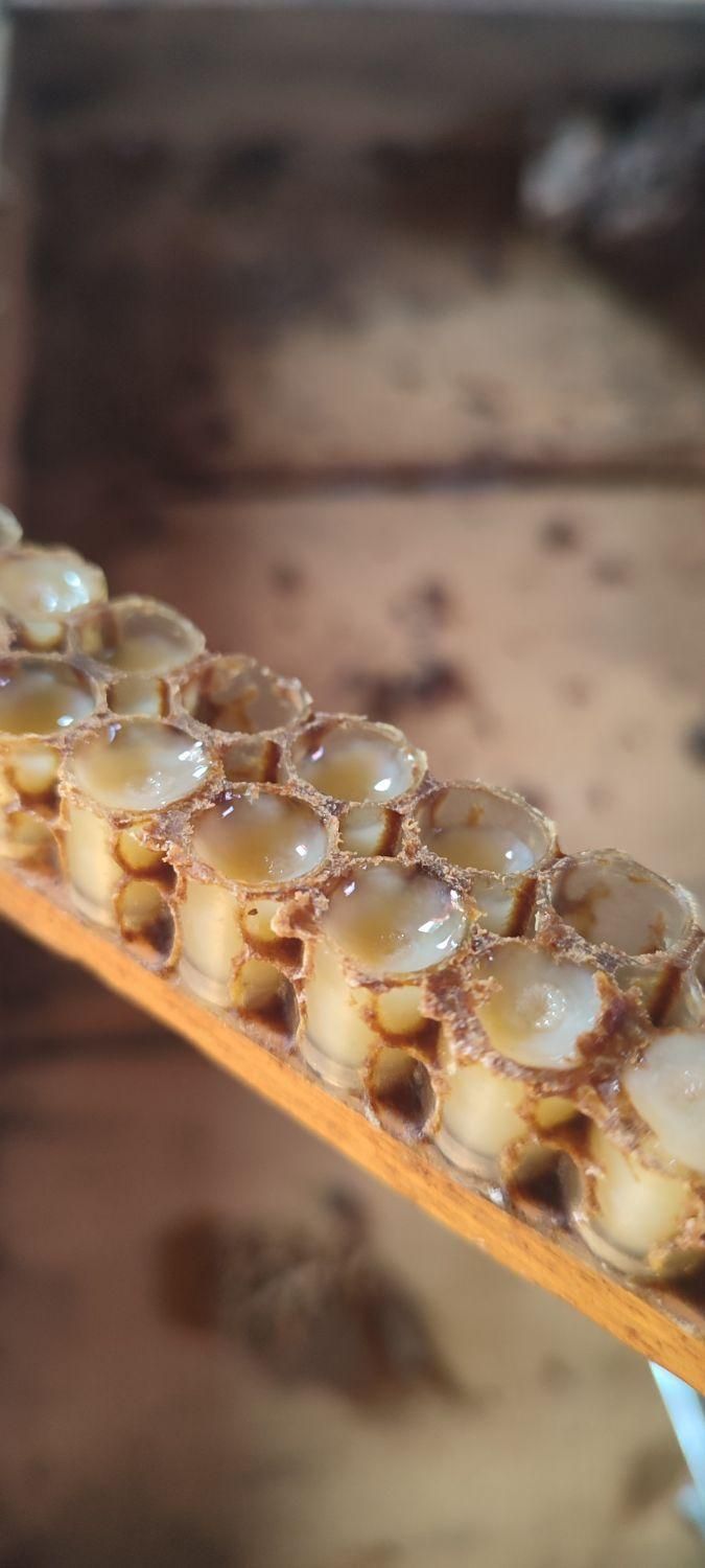 فروش ژل رویال|خوردنی و آشامیدنی|رحیمآباد, |دیوار