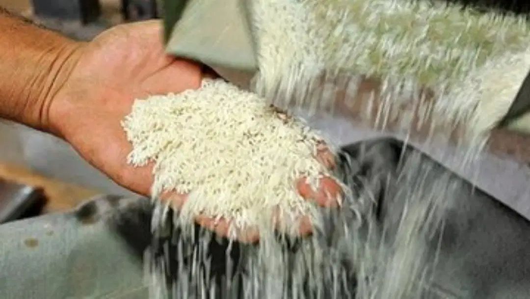 برنج شمال|خوردنی و آشامیدنی|تهران, تهرانسر شمالی|دیوار
