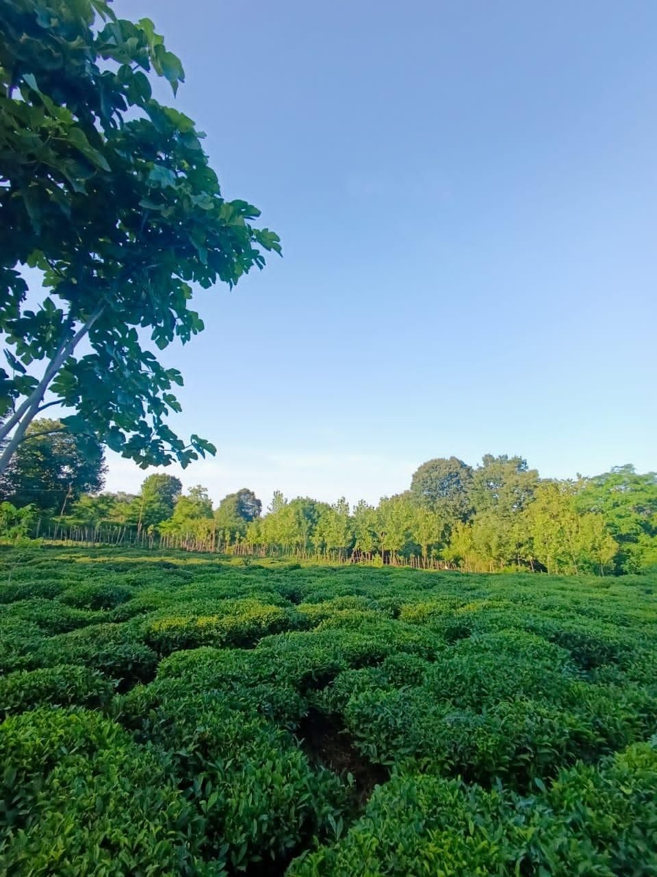 ۳۰۰متر کامل مسکونی جای دنج در دل طبیعت|فروش زمین و ملک کلنگی|شفت, |دیوار