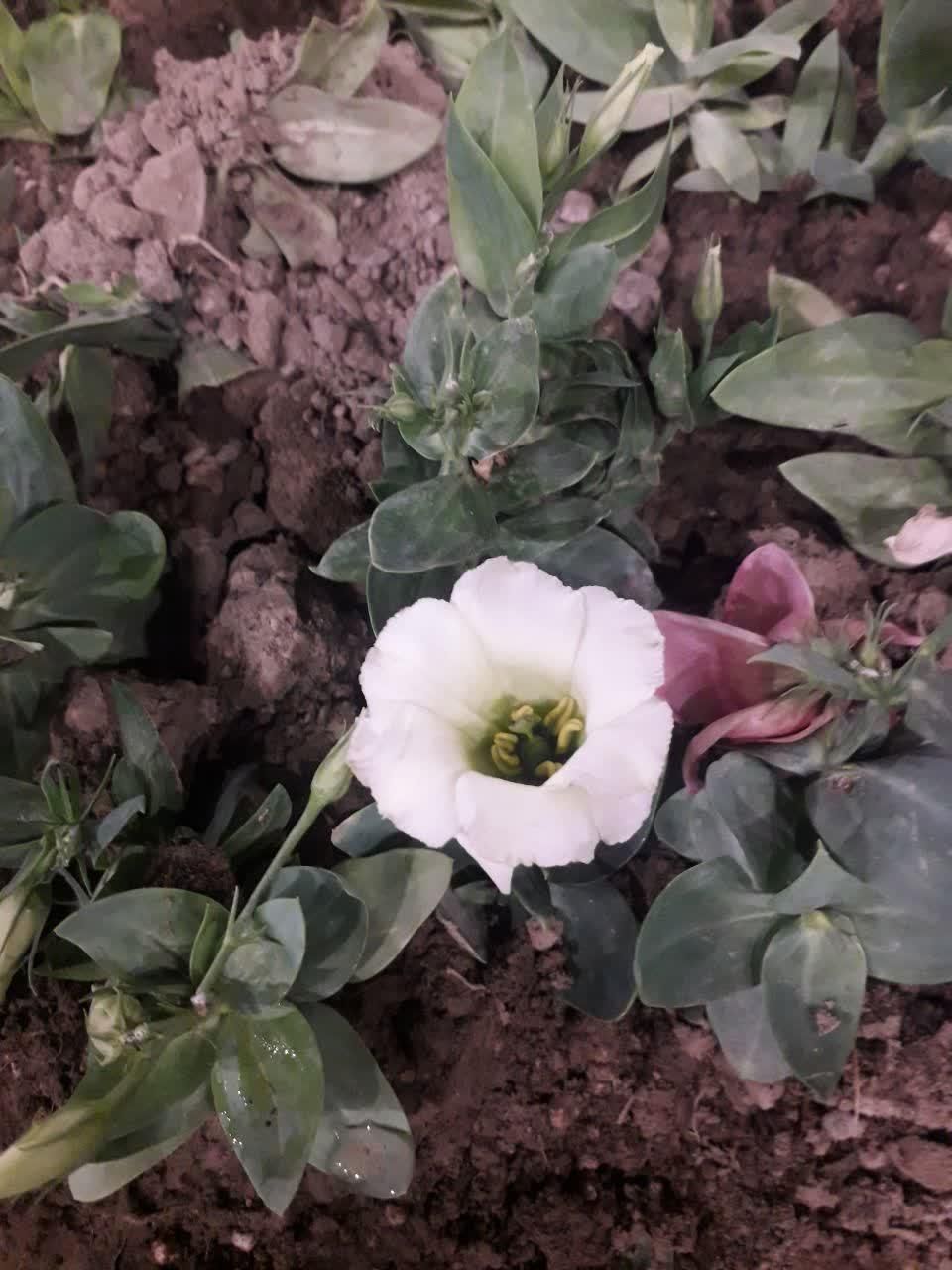 ارائه تمامی فعالیت های باغبانی و نگهداری|خدمات باغبانی و درختکاری|تبریز, |دیوار