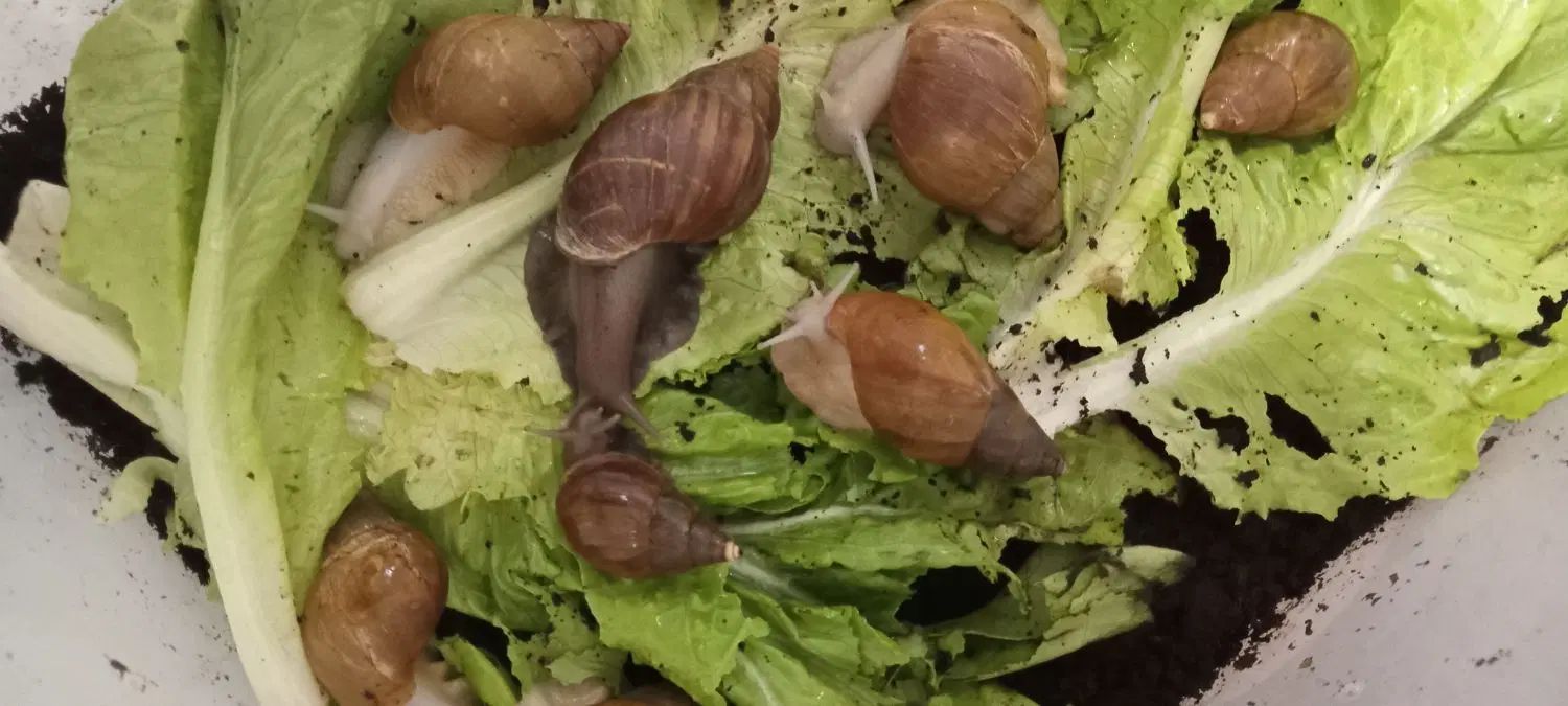 حلزونهای البینودر۸و۹ سانتی|خزنده|تبریز, |دیوار