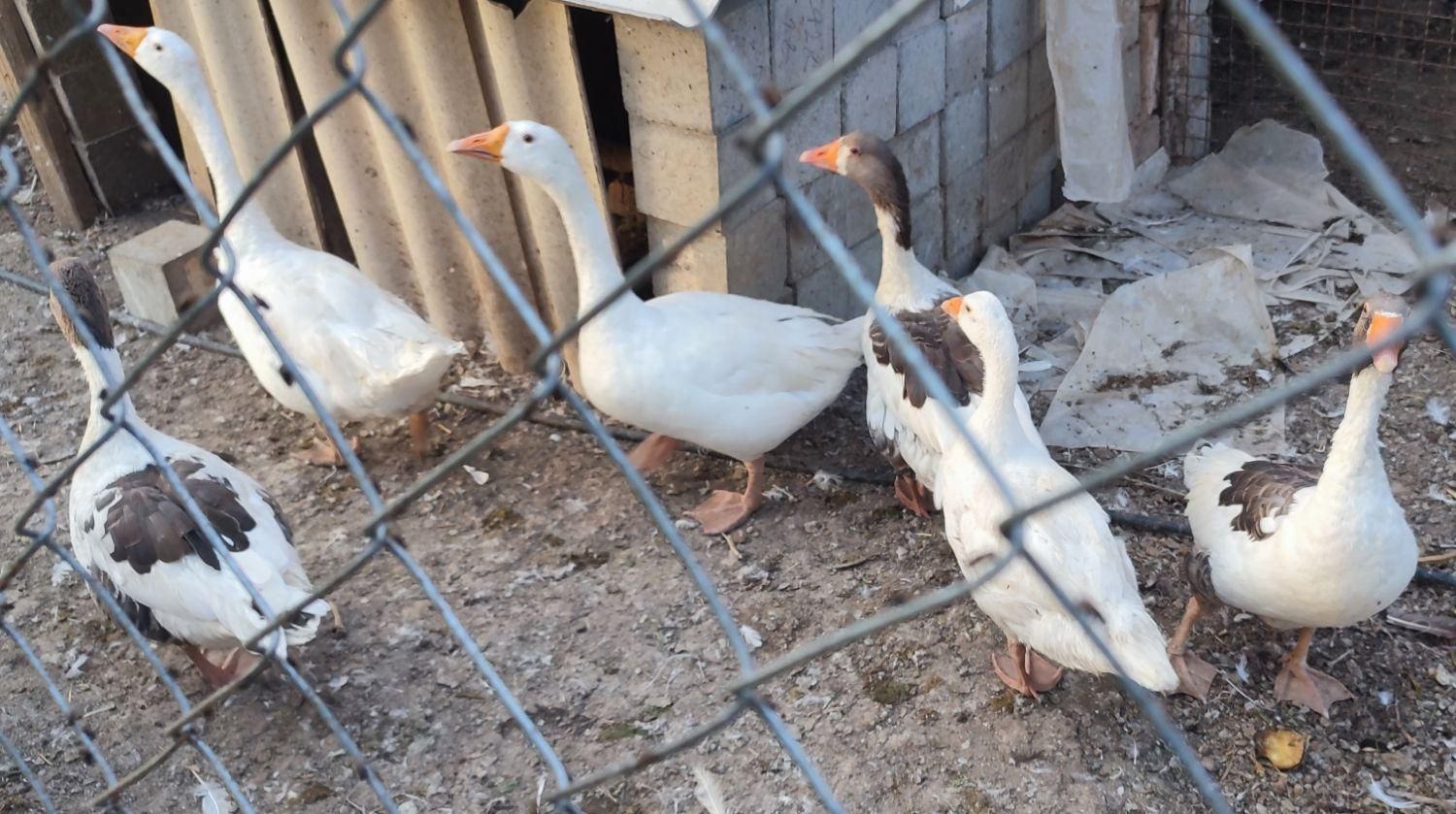 غاز وقوغاز|حیوانات مزرعه|داران, |دیوار