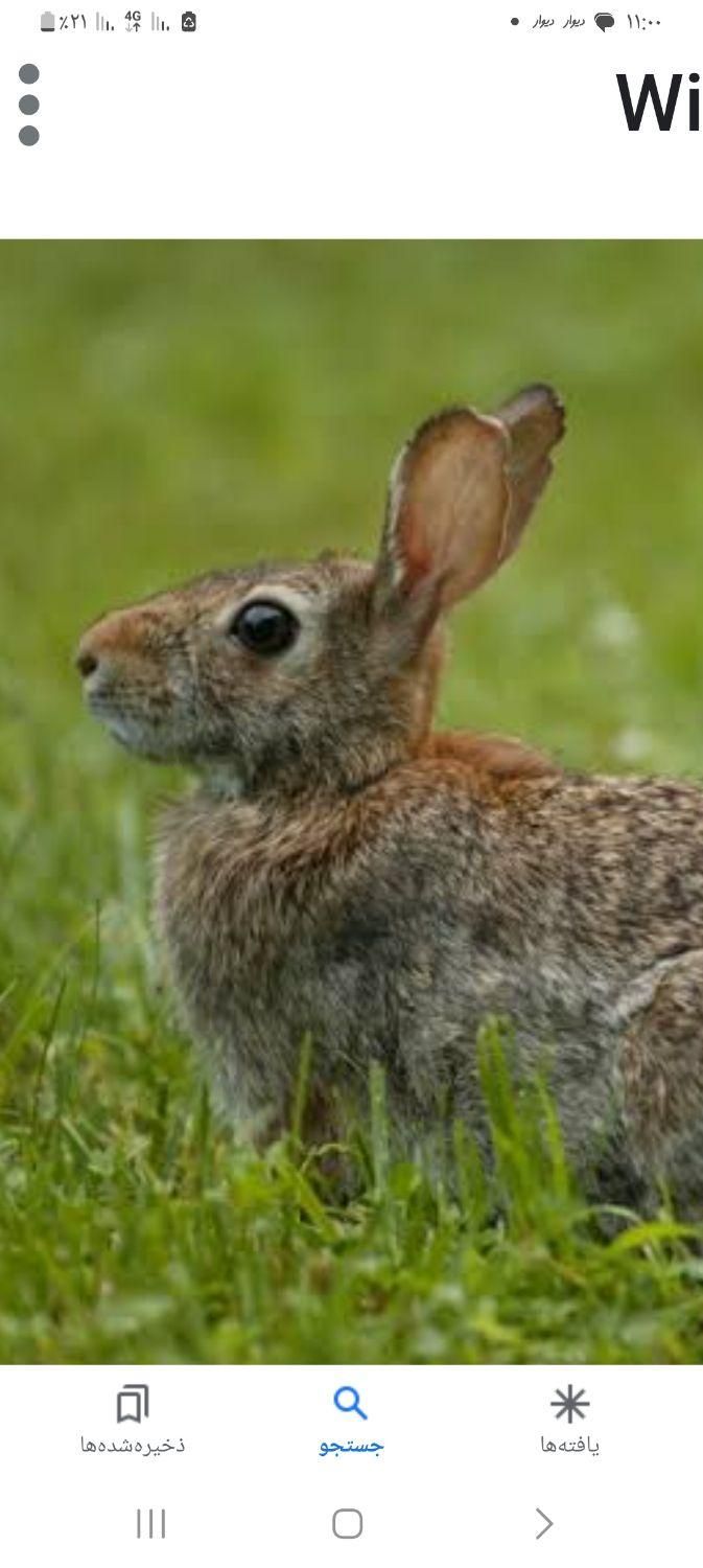 خرگوش قیمت مناسب|موش و خرگوش|سلماس, |دیوار