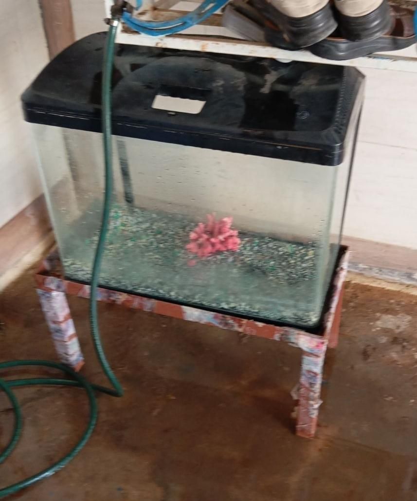 آکواریوم شرکتی کاملا سالم|ماهی|مسجد سلیمان, |دیوار