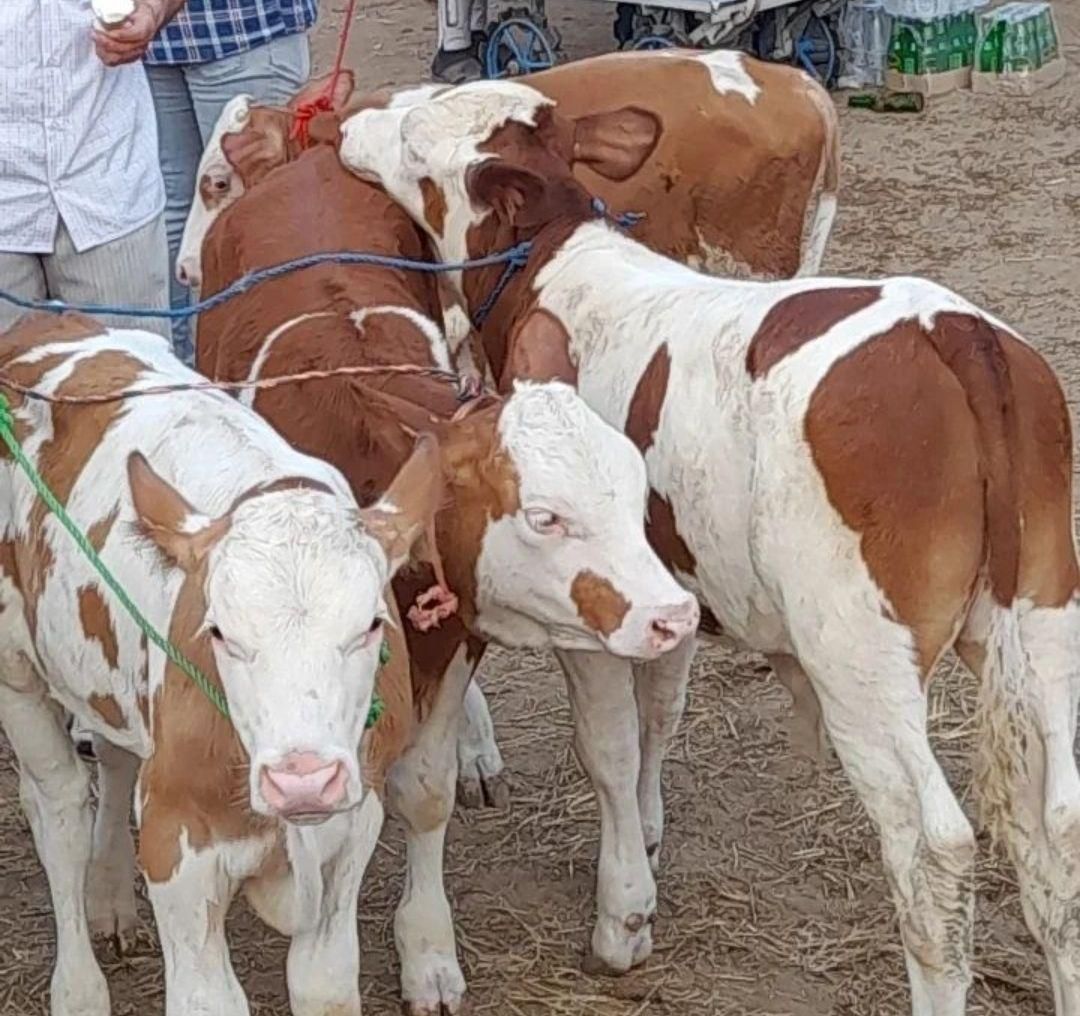 اصیل ترین گوساله هایه سمینتال وارداتی|حیوانات مزرعه|شهرکرد, |دیوار