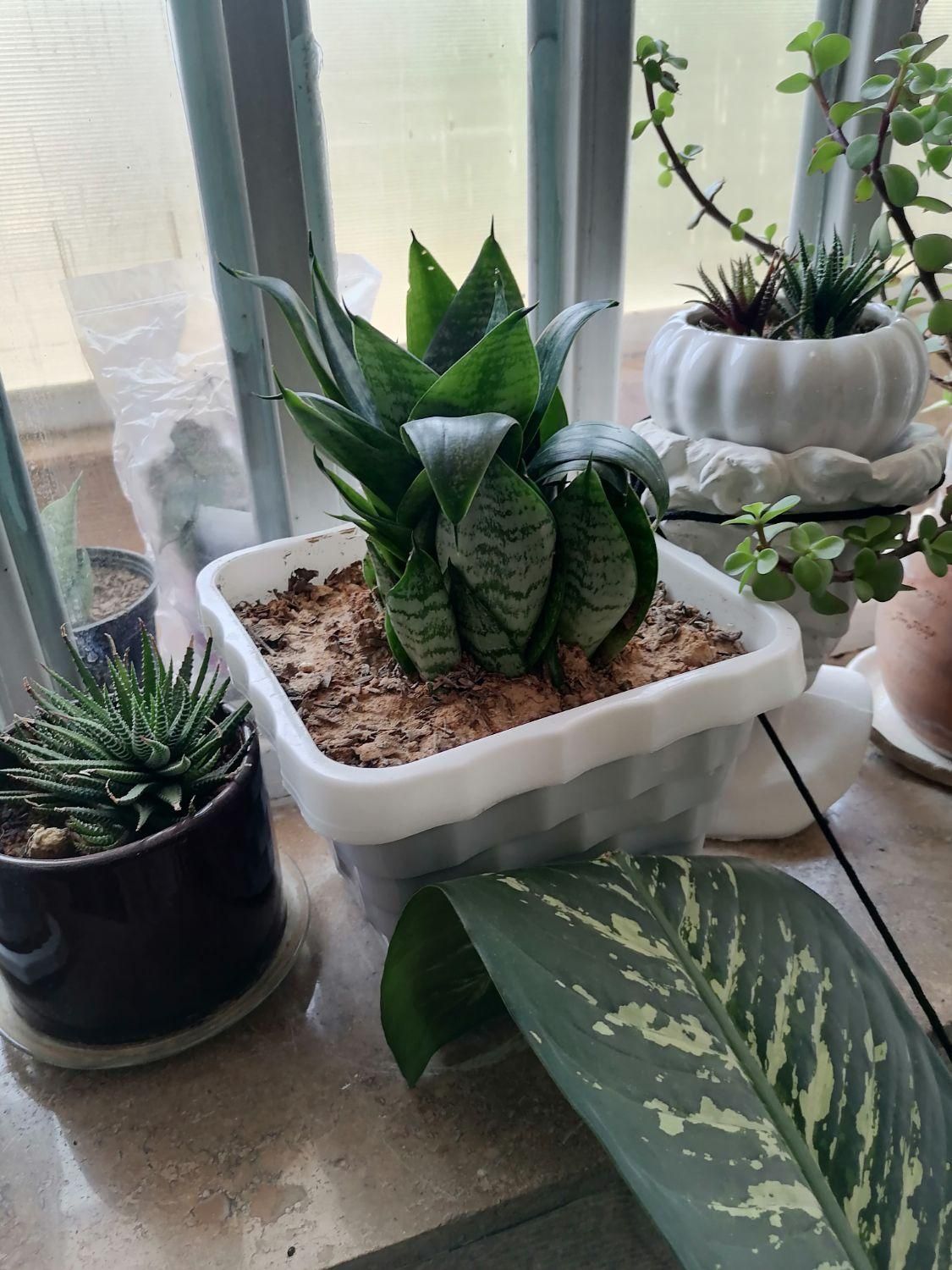 گل های شاداب و زیبا|گل و گیاه طبیعی|شیراز, رکن‌آباد|دیوار