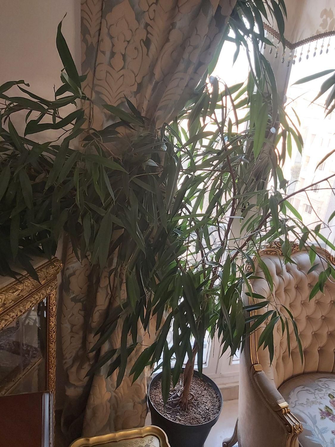 درختچه اپارتمانی و حیاطی|گل و گیاه طبیعی|تهران, پاسداران|دیوار