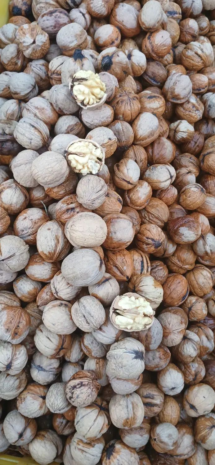 گردو درجه یک ودرشت|خوردنی و آشامیدنی|تهران, مسگرآباد|دیوار