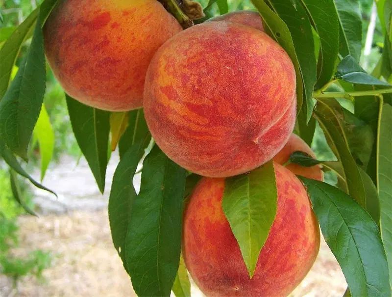 اجاره میوه های هلو زعفرانی هسته جدا کاردی شلیلو|خدمات باغبانی و درختکاری|سامان, |دیوار