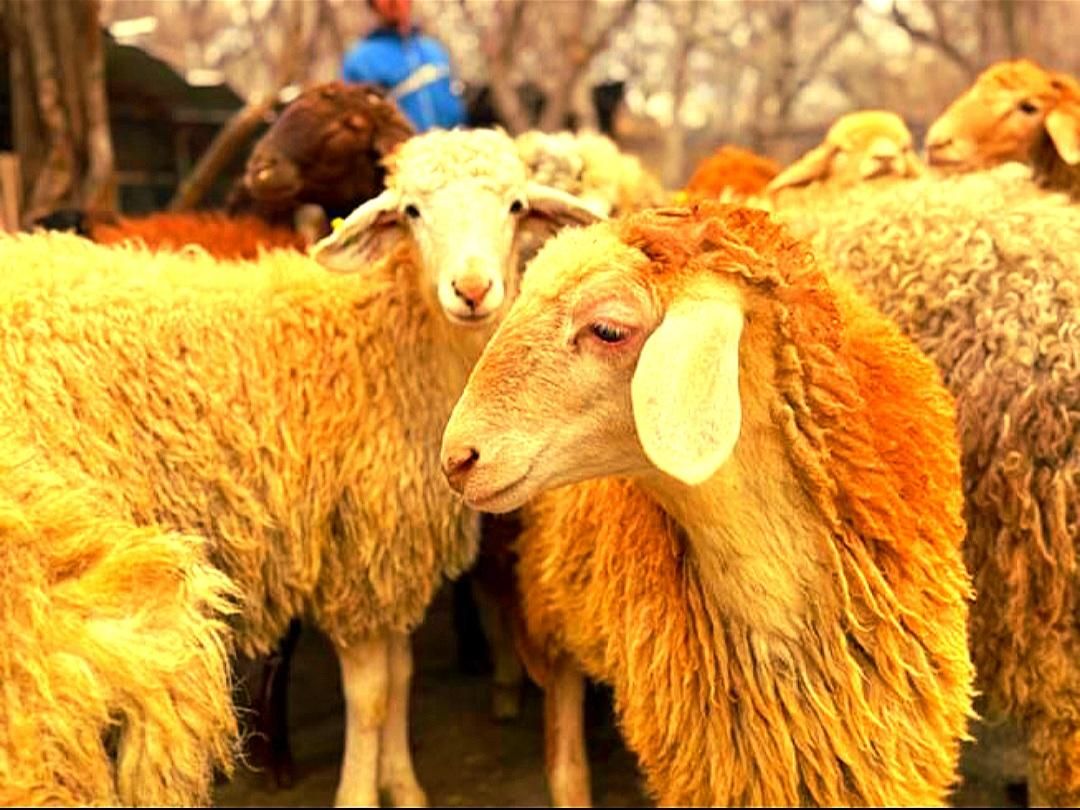 شیشک نرینه قلم آبی باکیفیت(عقیقه نذری مصرف خانگی)|حیوانات مزرعه|مشهد, نوید|دیوار