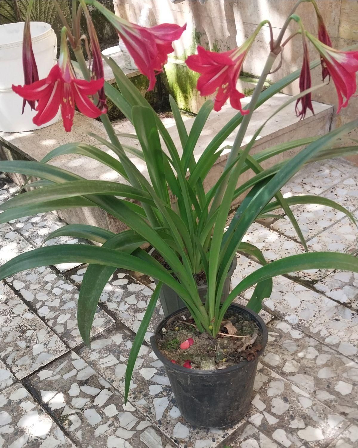 زیبا کده ی گل های طبیعی|حراج|نوشهر, |دیوار