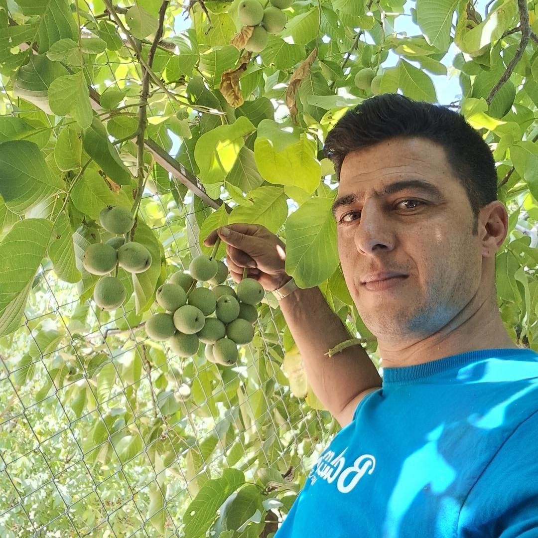 نهال ریشه ای و گلدانی تضمینی تولیدوفروش شوراب صغیر|خدمات باغبانی و درختکاری|شهرکرد, |دیوار