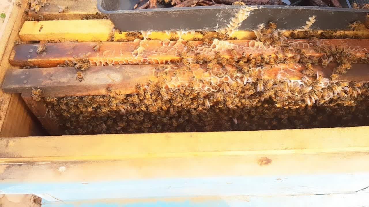 عسل کنار امسالی، ارگانیک|خوردنی و آشامیدنی|تهران, توحید|دیوار