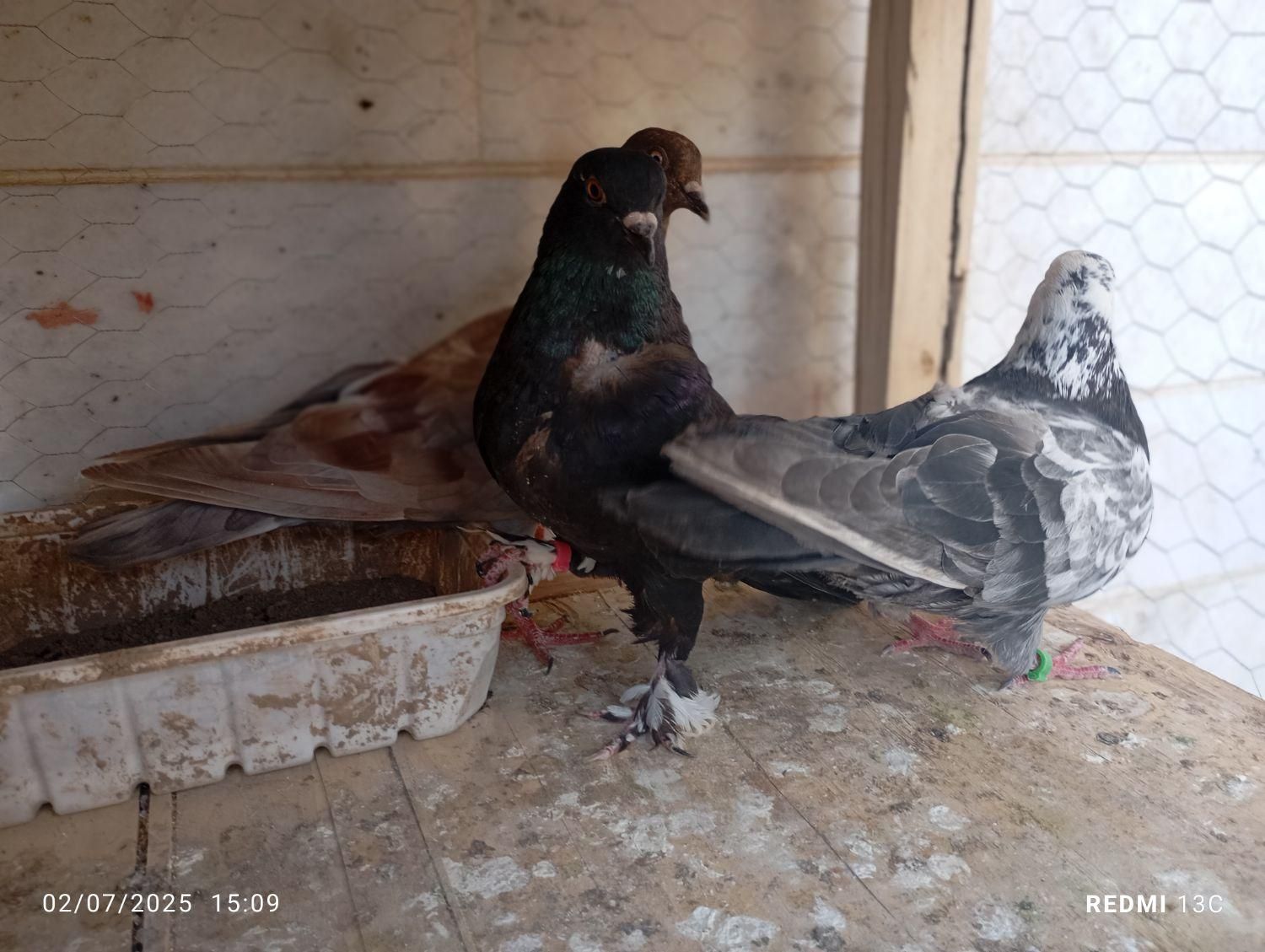 کبوتر دورگ و تهرانی|پرنده|شاهرود, |دیوار