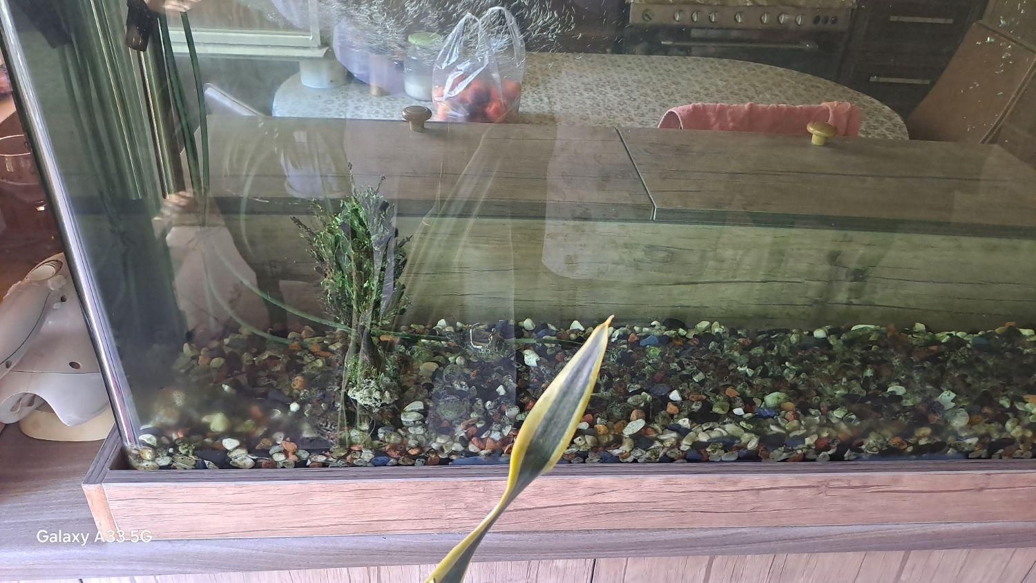 آکواریوم شیشه خم|ماهی|فردیس, شهرک راه آهن|دیوار