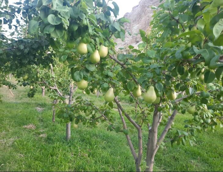 فروش زمین ۱۵۰۰ متری ۱۰۰ متری بافت شهر|فروش زمین و ملک کلنگی|ارجمند, |دیوار