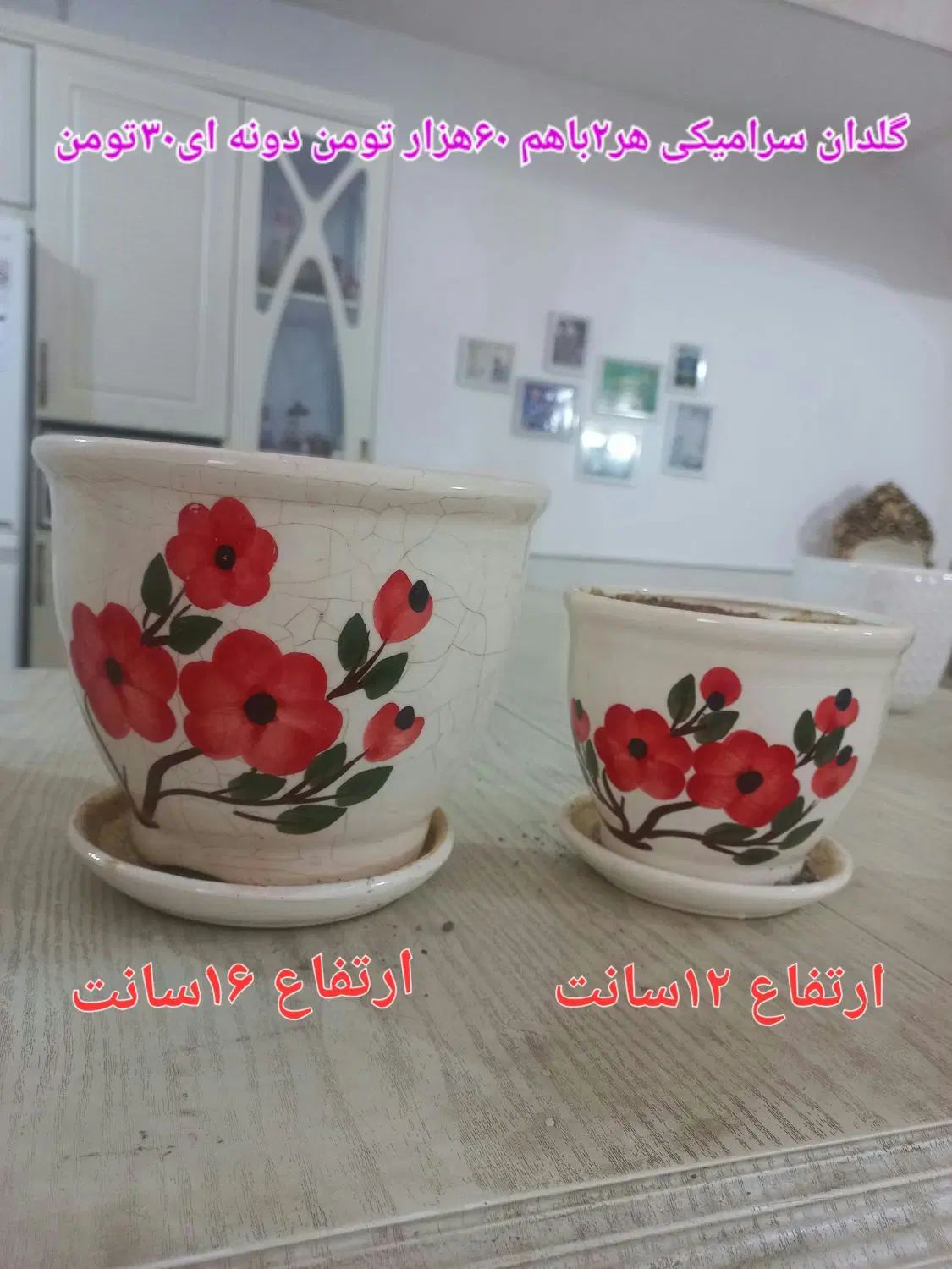 گل آلوئه ورا.گل طبیعی وگلدان سرامیکی وپلاستیکی|حراج|قم, باسکول|دیوار