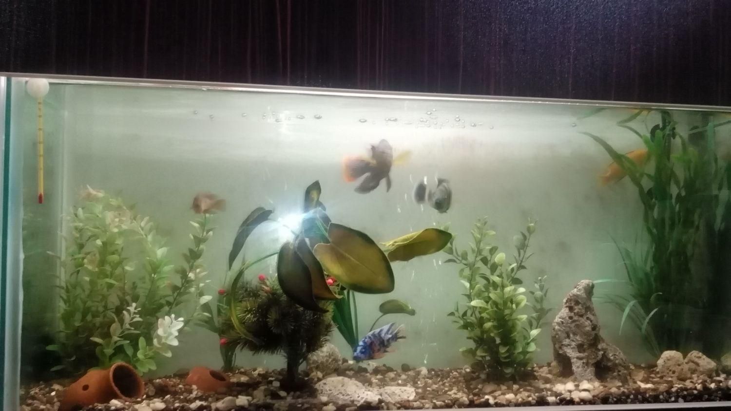 شیشه اکواریوم همراه با پمپ|ماهی|رشت, استقامت ۱|دیوار