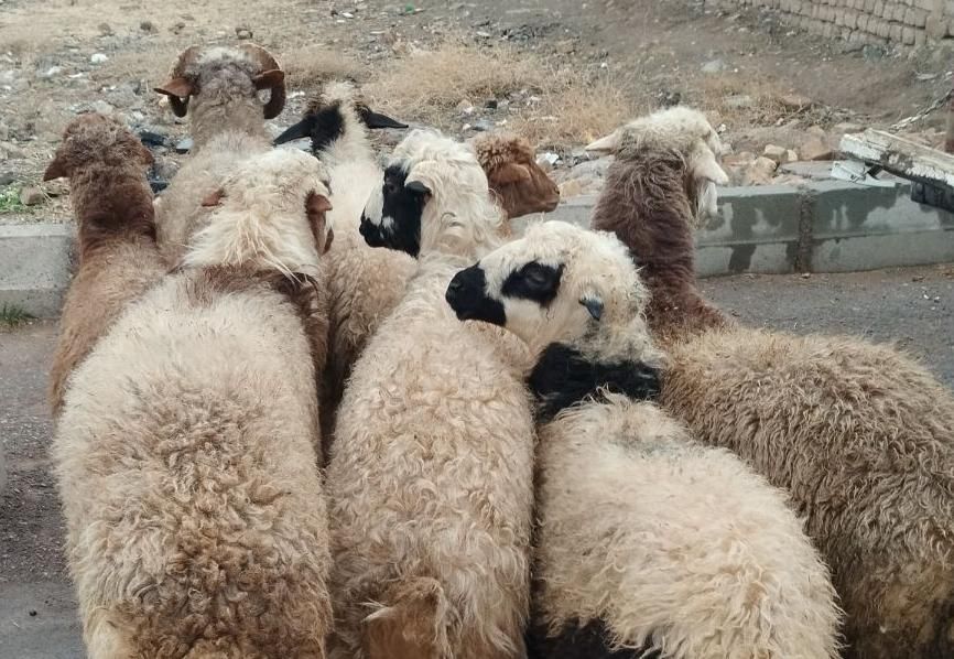 انتخاب دام هم با مشتری|حیوانات مزرعه|قزوین, |دیوار