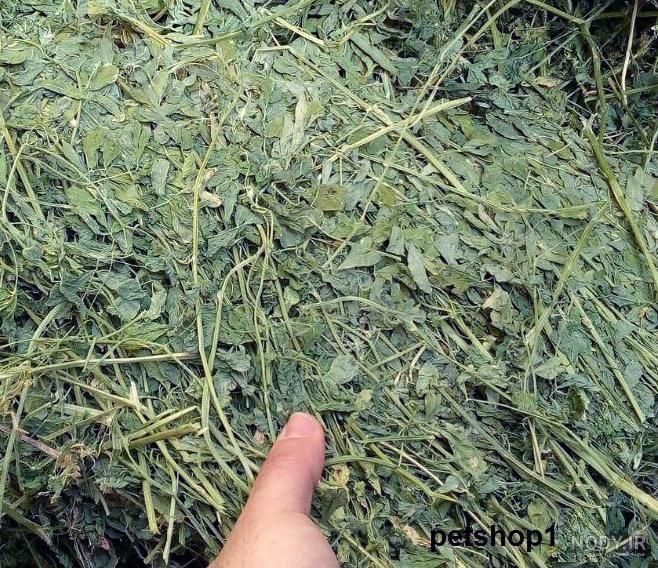 یونجه خشک شده|لوازم جانبی حیوانات|مشهد, یاس|دیوار