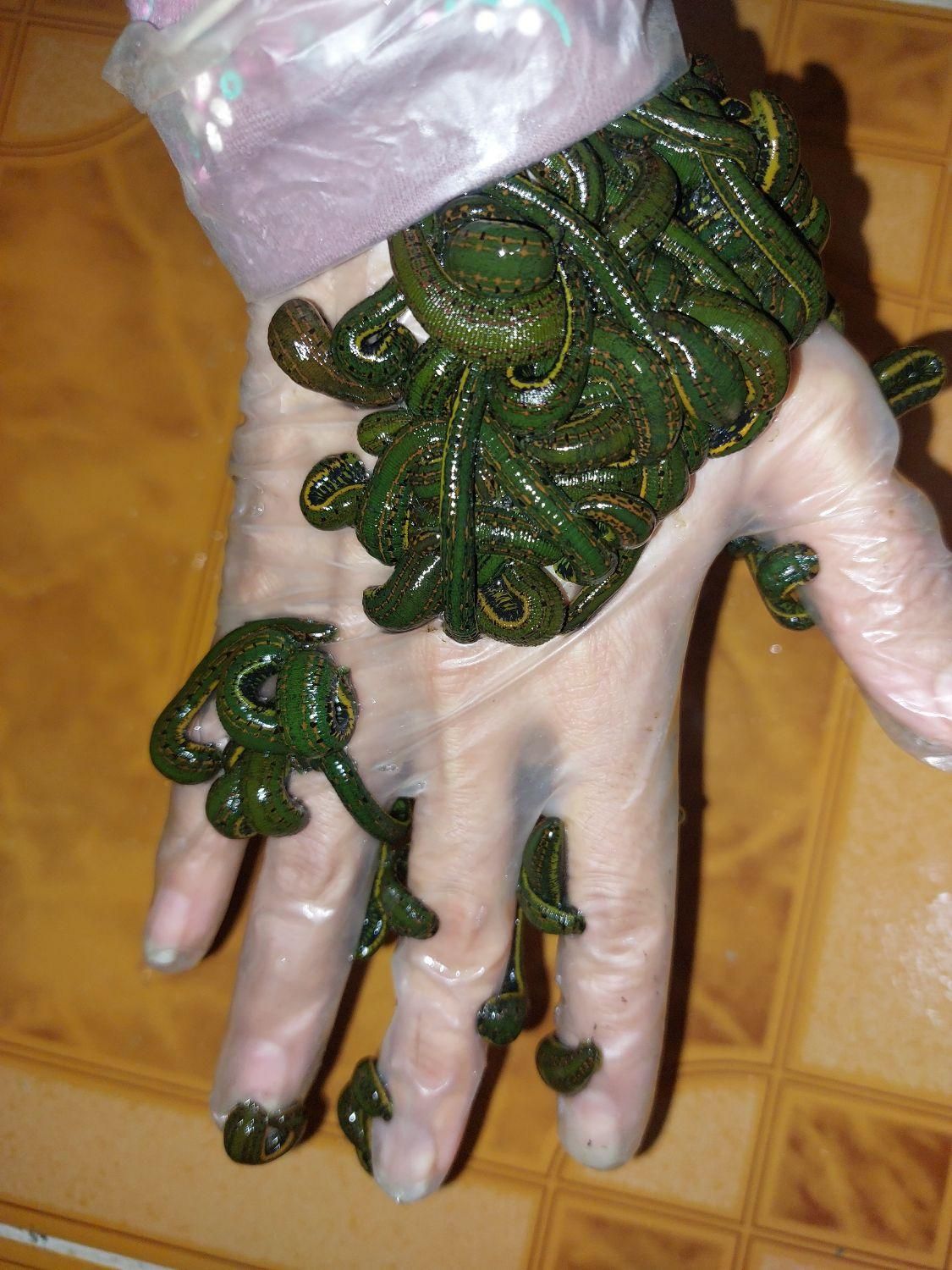 زالو زالو طبی با گیرایی بالا فروش زالو زالو درمانی|خزنده|شیراز, پانصد دستگاه ارتش|دیوار