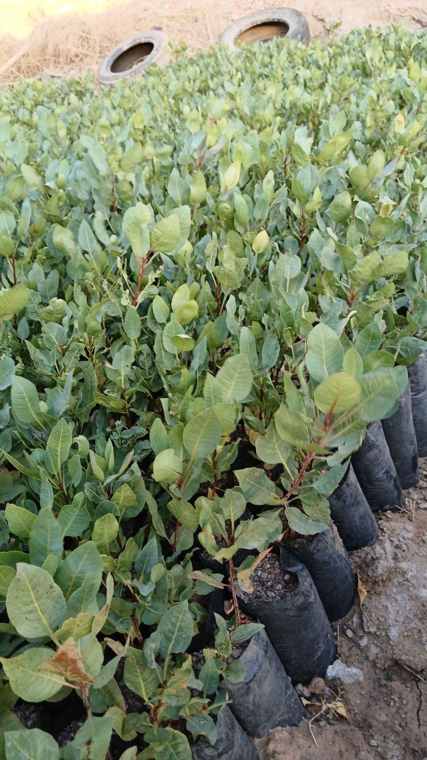 نهال پسته|گل و گیاه طبیعی|خواف, |دیوار